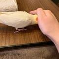 ぽぽまる79
