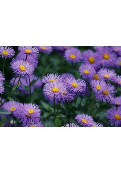 asters-4282887_1280