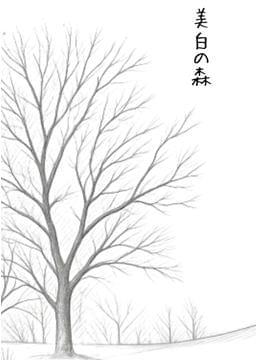 美白の森