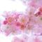 桜木ゆず
